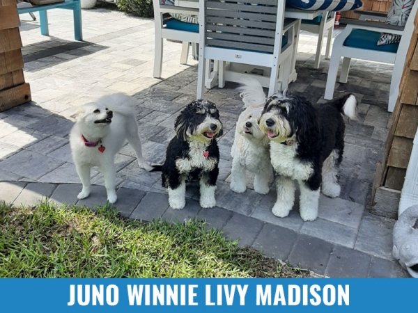 Juno Winnie livy Madison