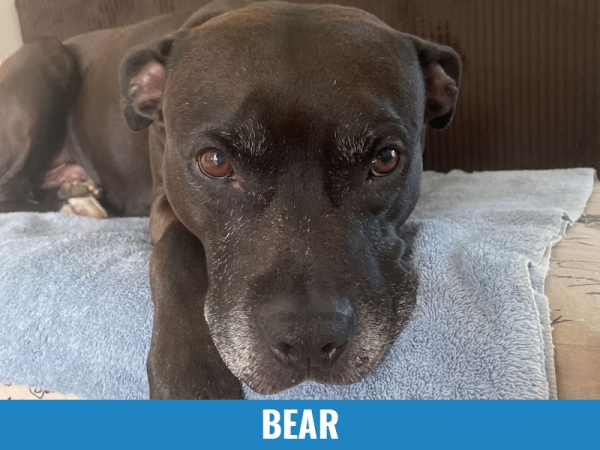 Bear