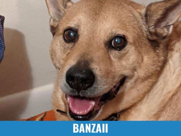 Banzaii