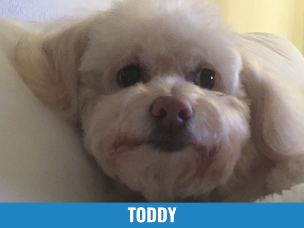 Toddy