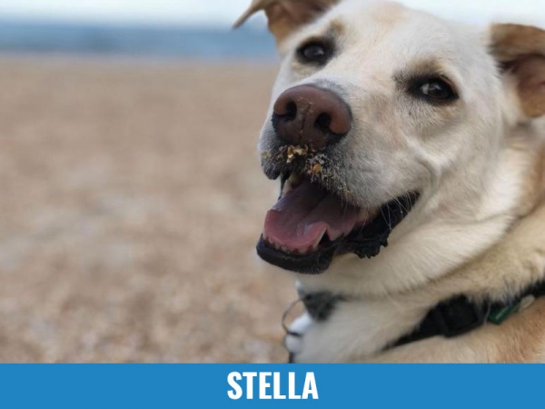 Stella