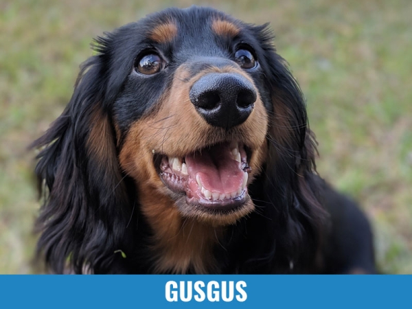 Gusgus