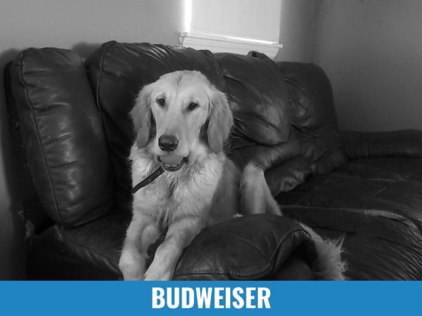 Budweiser