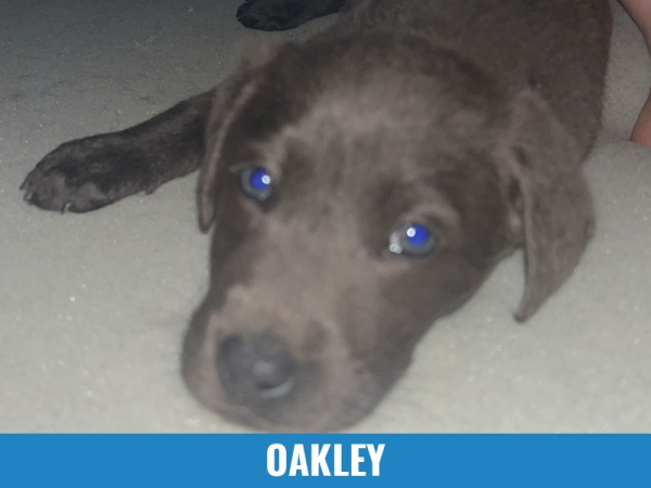 Oakley