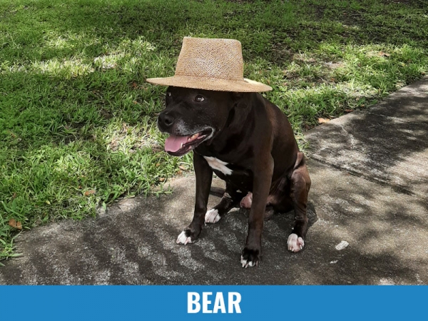 Bear