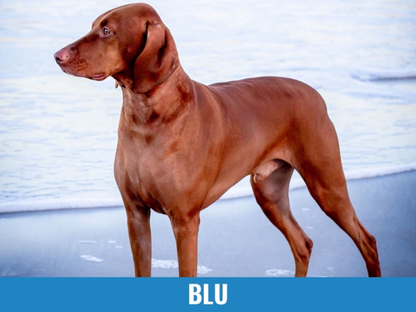 Blu