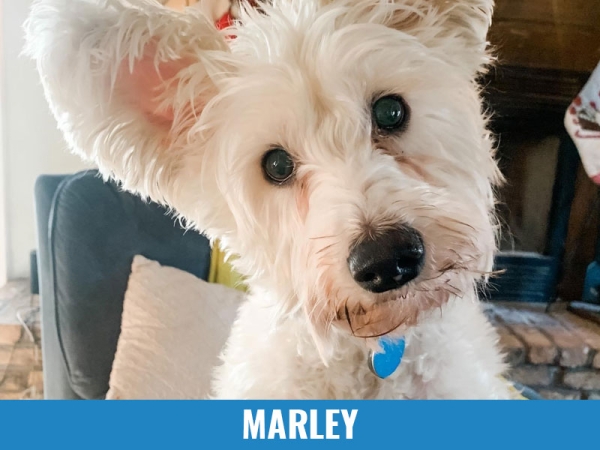 Marley
