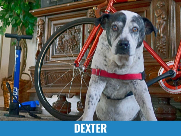 Dexter