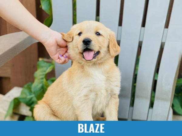 Blaze