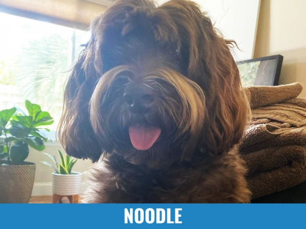 Noodle