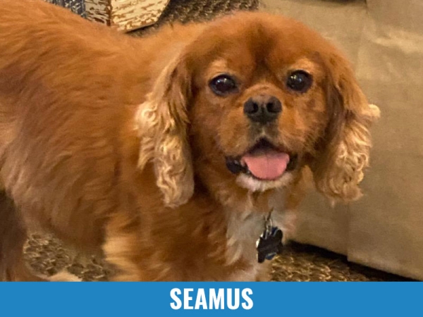 Seamus