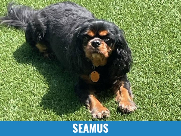 Seamus