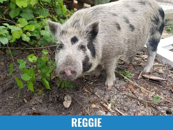 Reggie