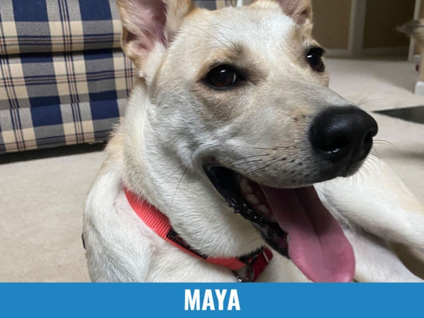 Maya