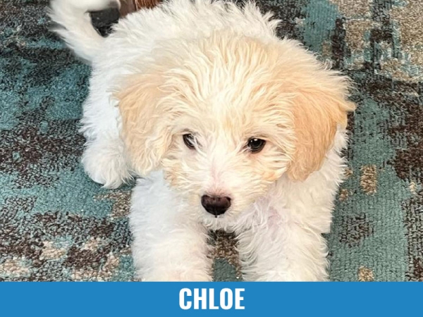 Chloe
