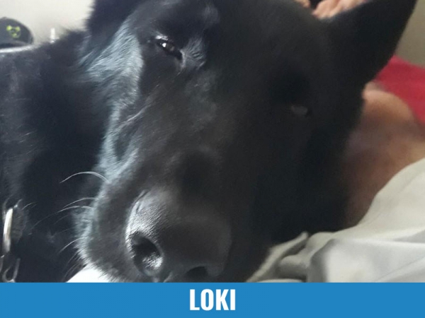 Loki