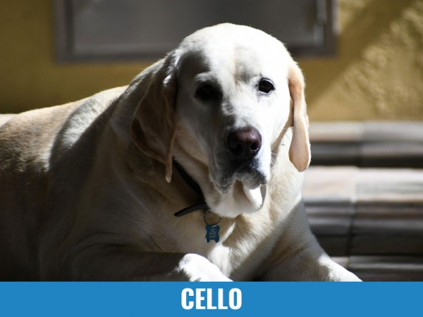 Cello