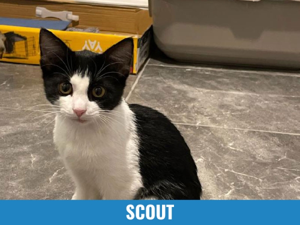 Scout