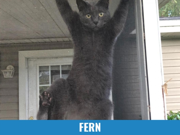 Fern