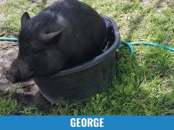 George