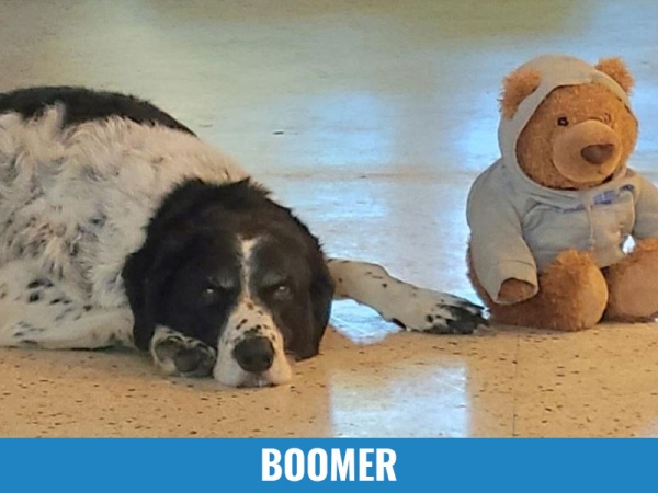 Boomer
