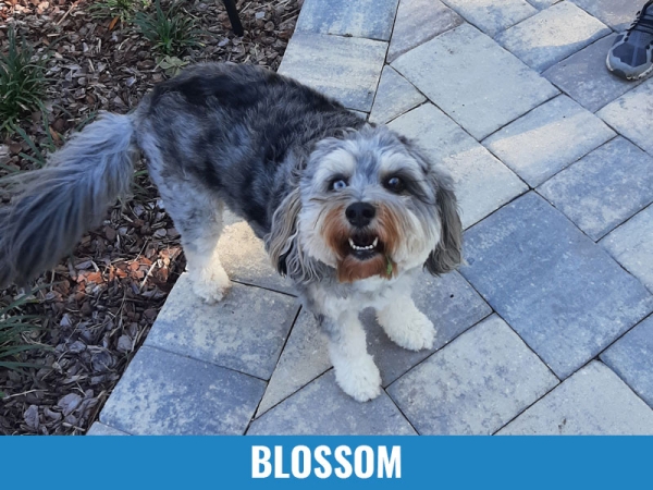 Blossom