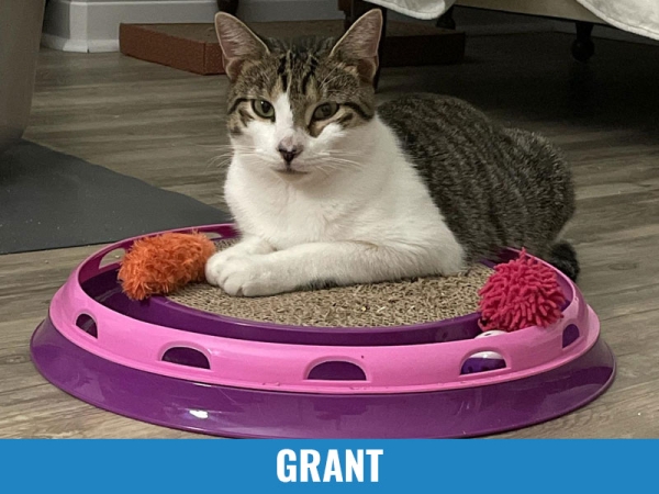Grant