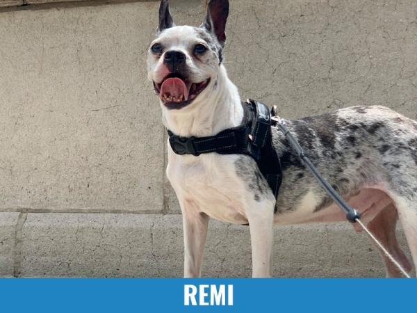 Remi
