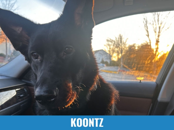 Koontz