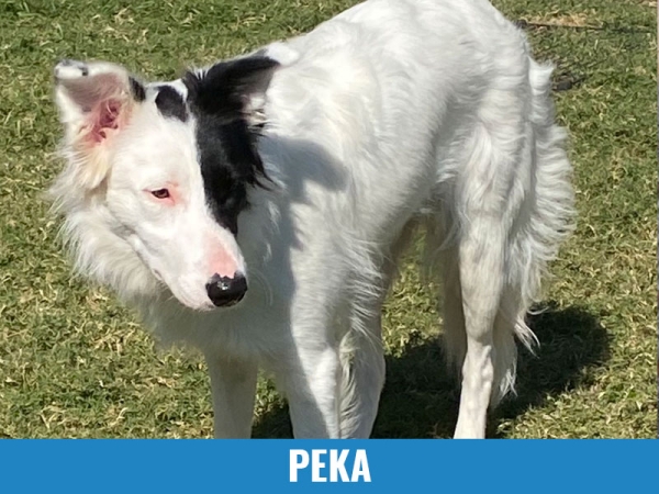 Peka