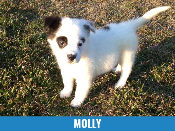 Molly