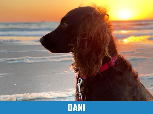 Dani