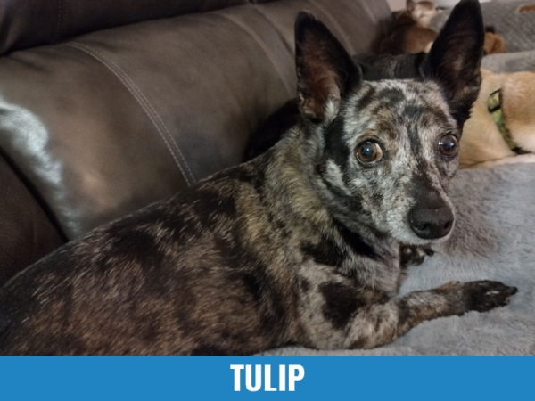 Tulip
