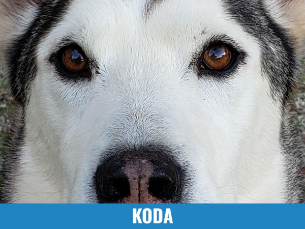 Koda