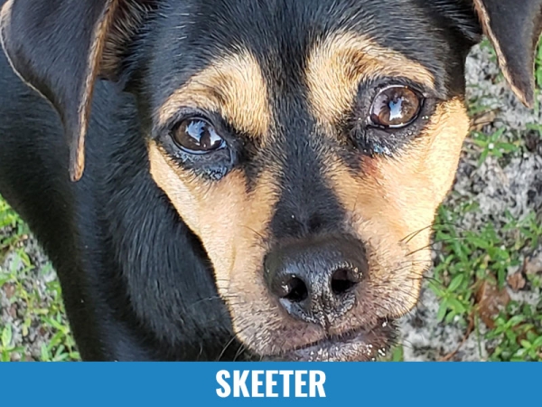 Skeeter