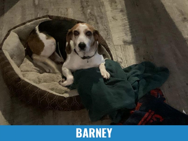 Barney