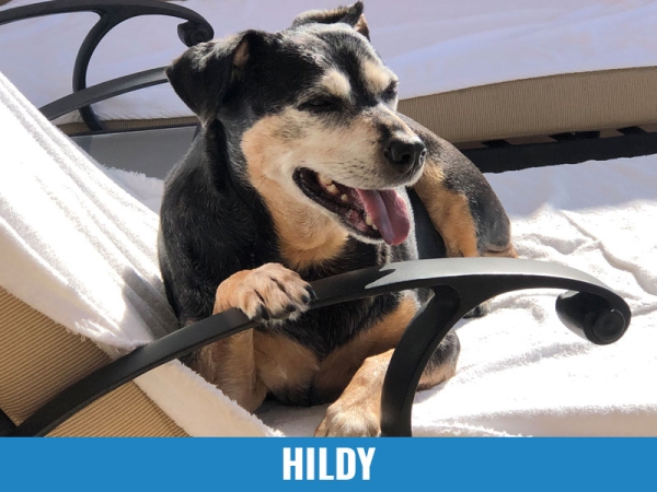 Hildy