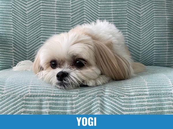 Yogi