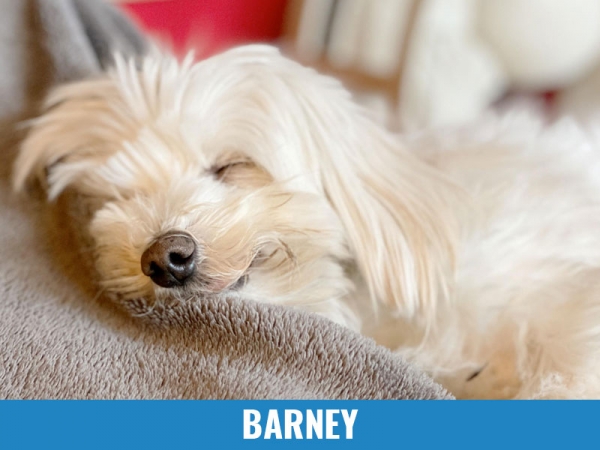 Barney