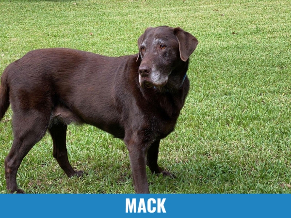 Mack