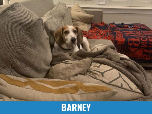 Barney