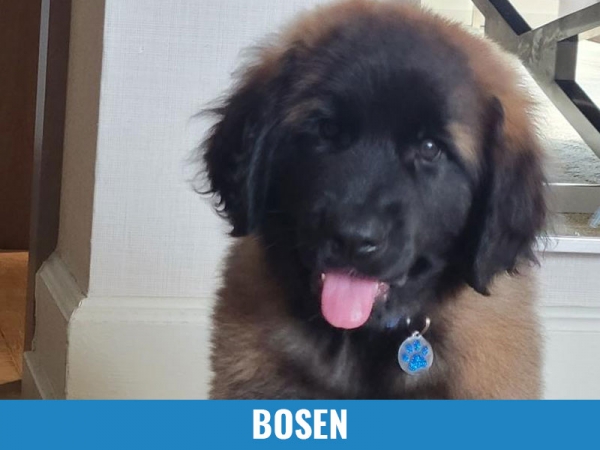 Bosen