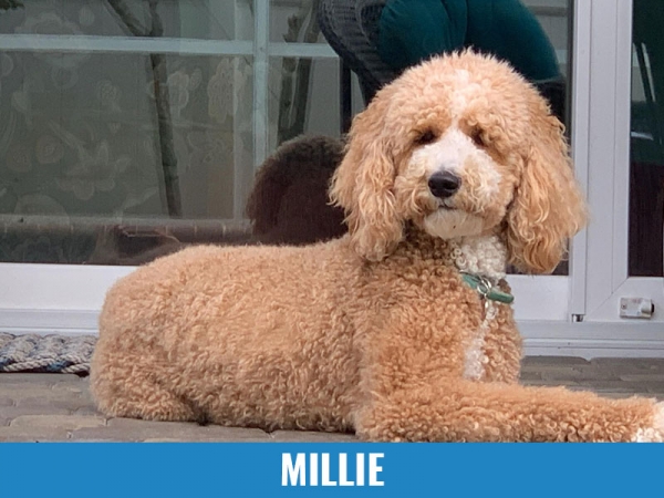 Millie
