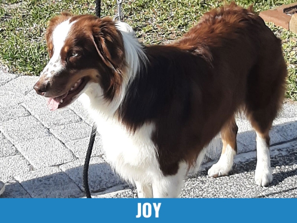 Joy