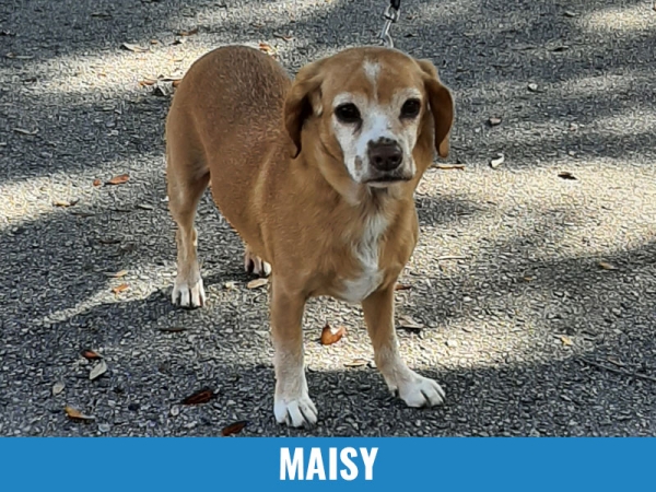 Maisy