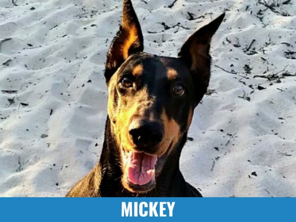 Mickey