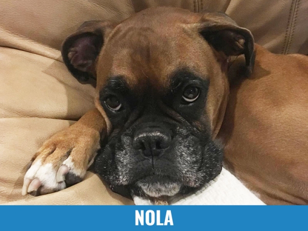 Nola