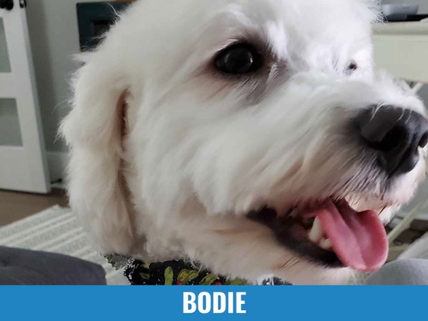 Bodie