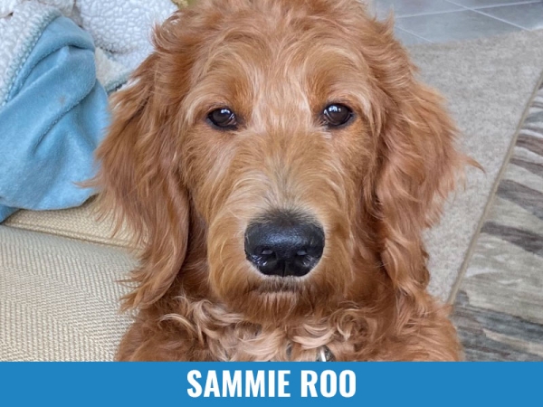 Sammie Roo