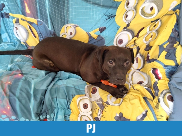 PJ 1